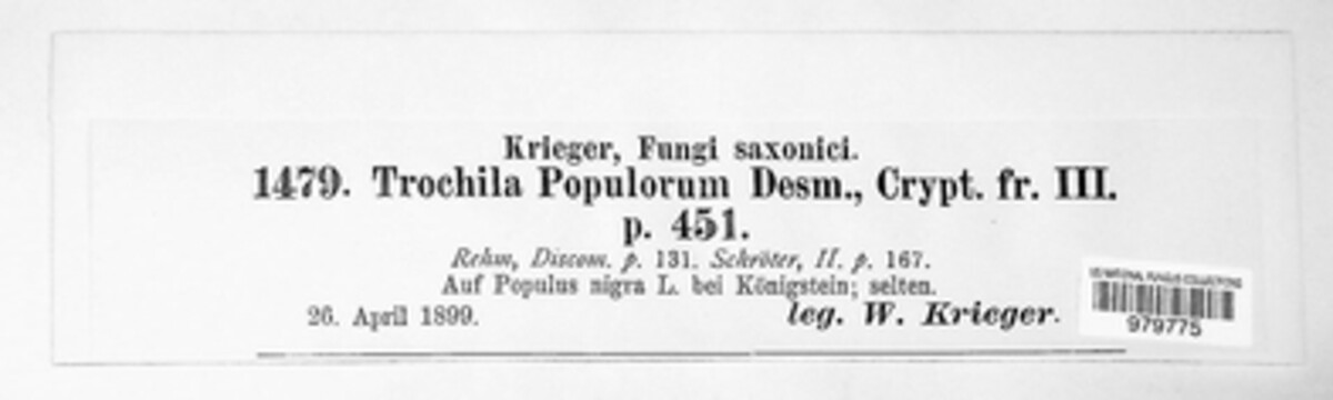 Trochila populorum image
